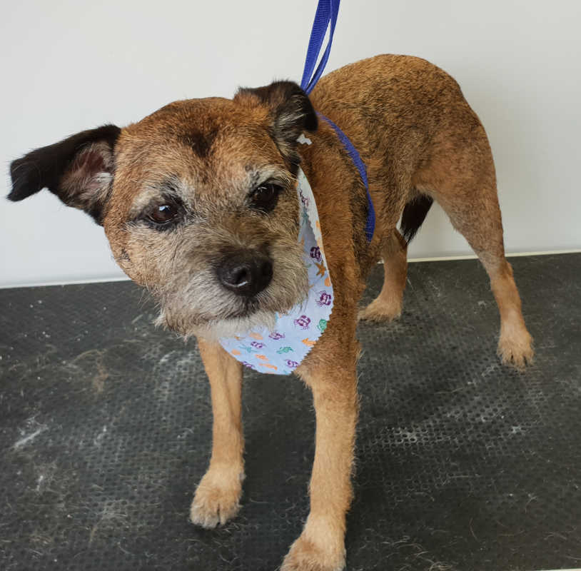 Boarder Terrier Hand Stripping Rutland & Stamford