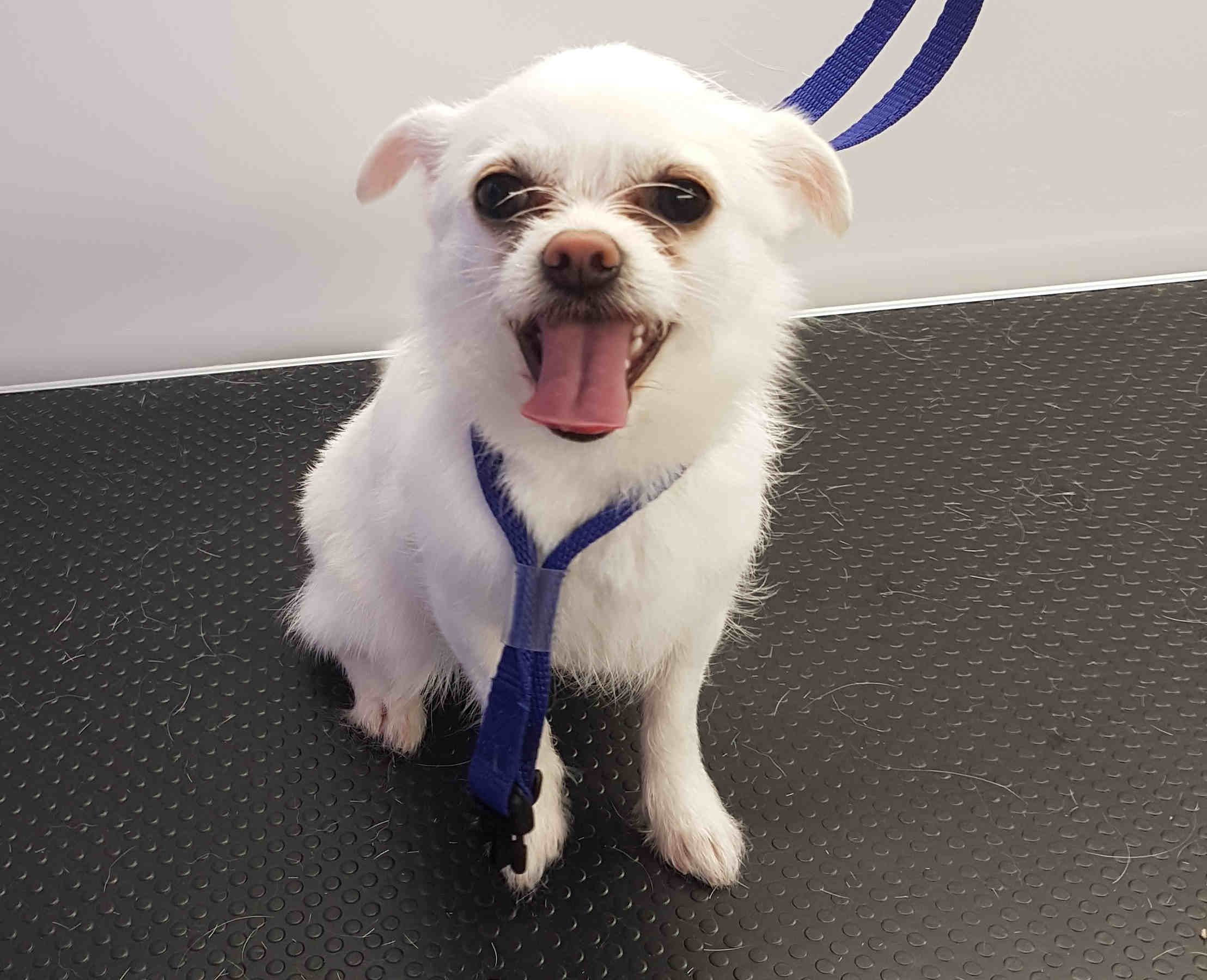 Chihuahua Dog Grooming Stamford & Rutland