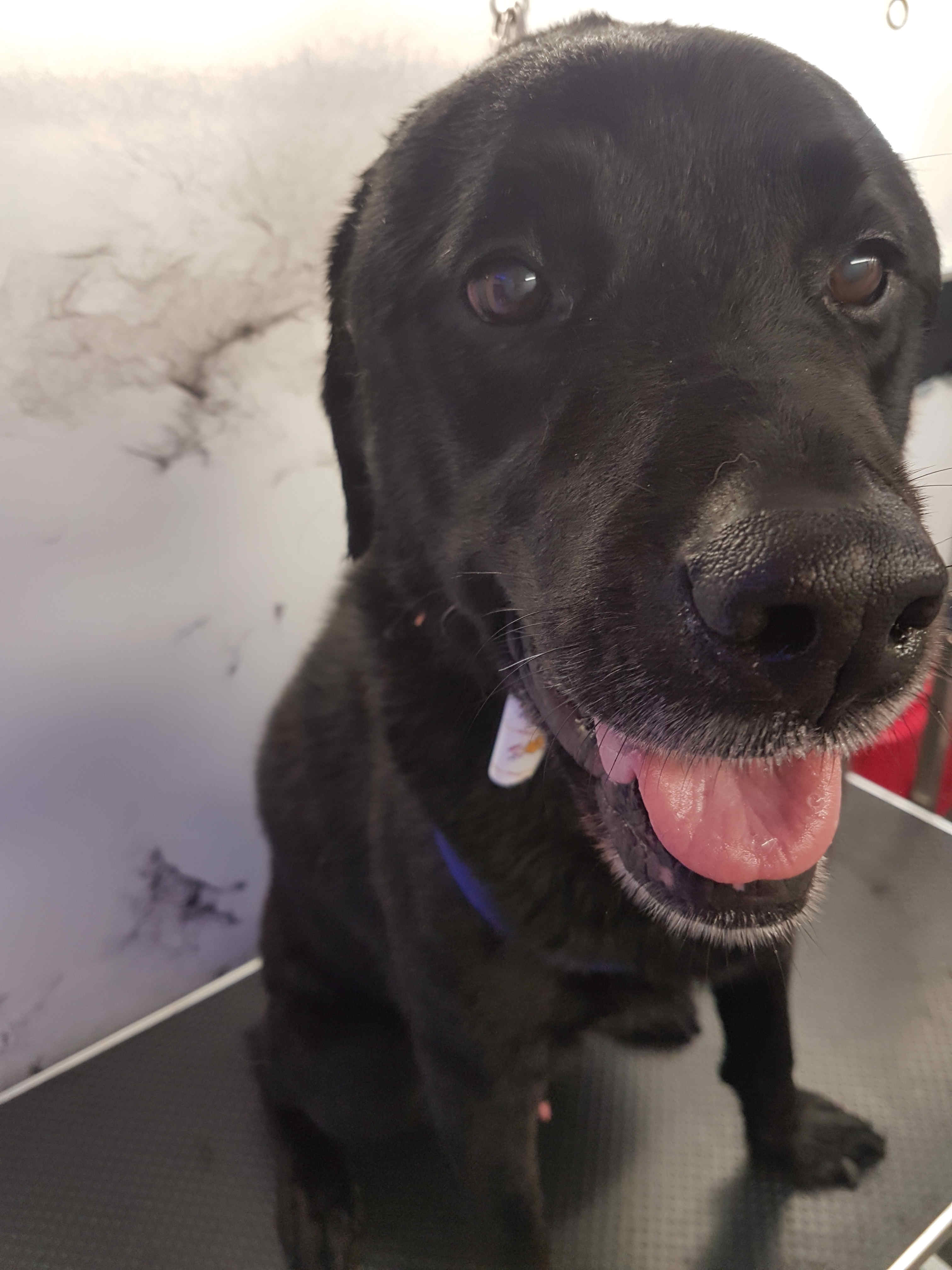 Labrador Dog Grooming Rutland & Stamford