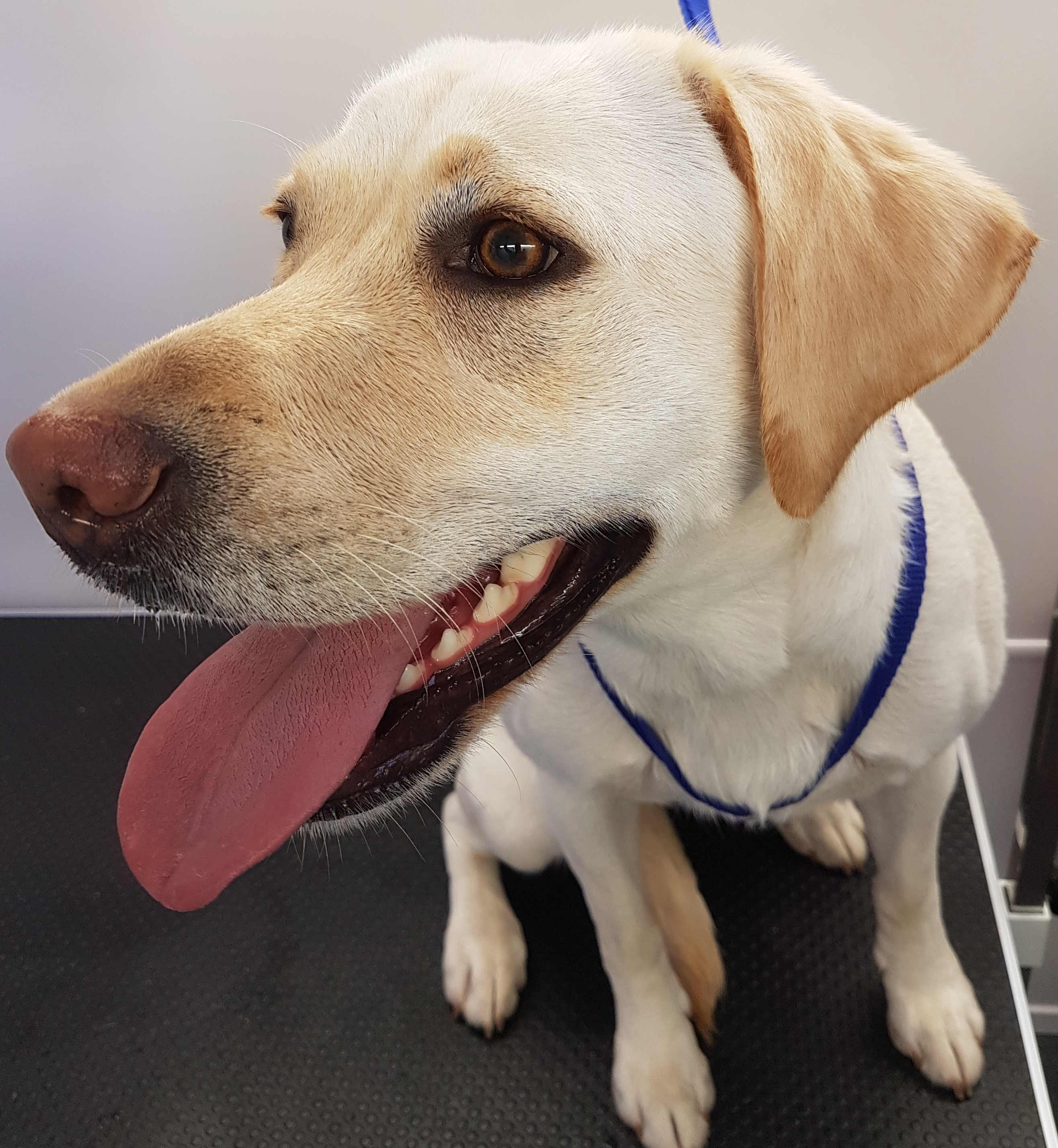Labrador Dog Grooming Rutland & Stamford