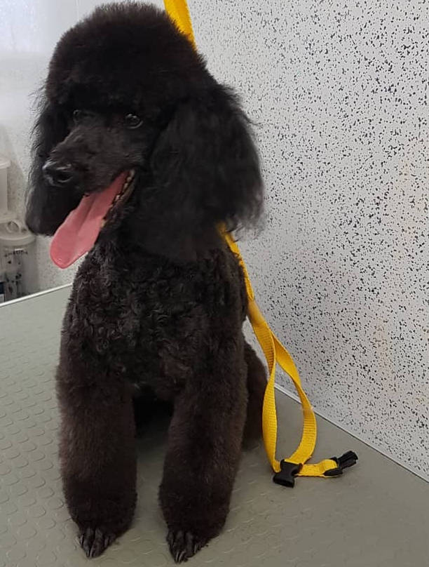 Poodle Dog Grooming Rutland & Stamford