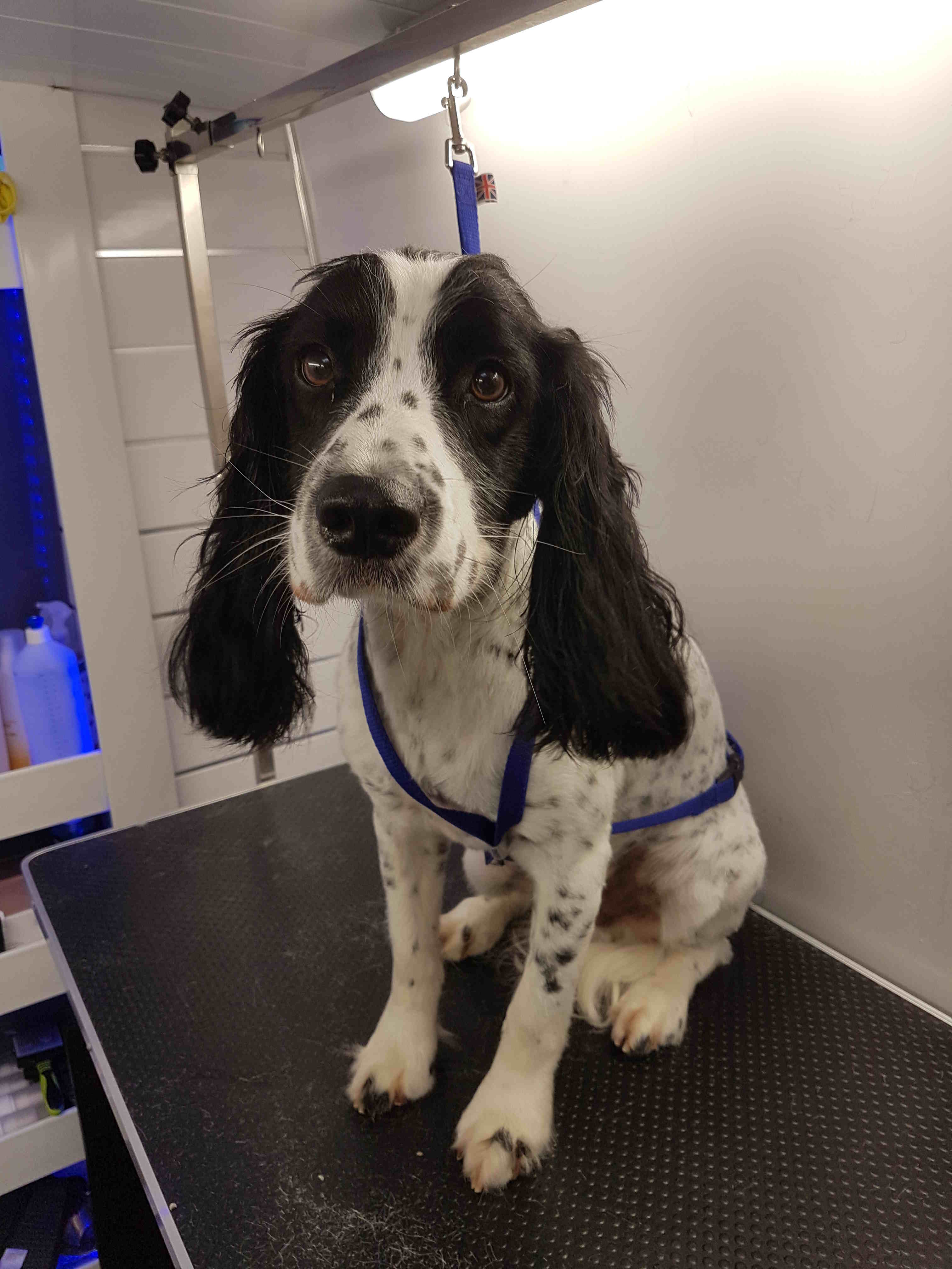 Springer Spaniel Dog Grooming Rutland & Stamford