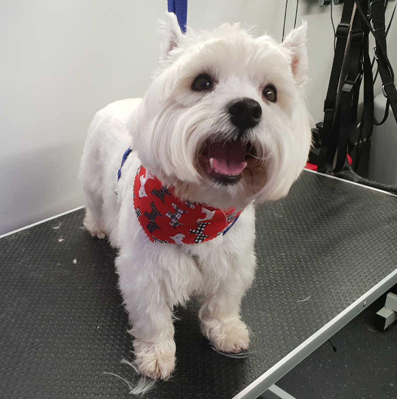 West Highland Terrier Dog Grooming Stamford & Rutland