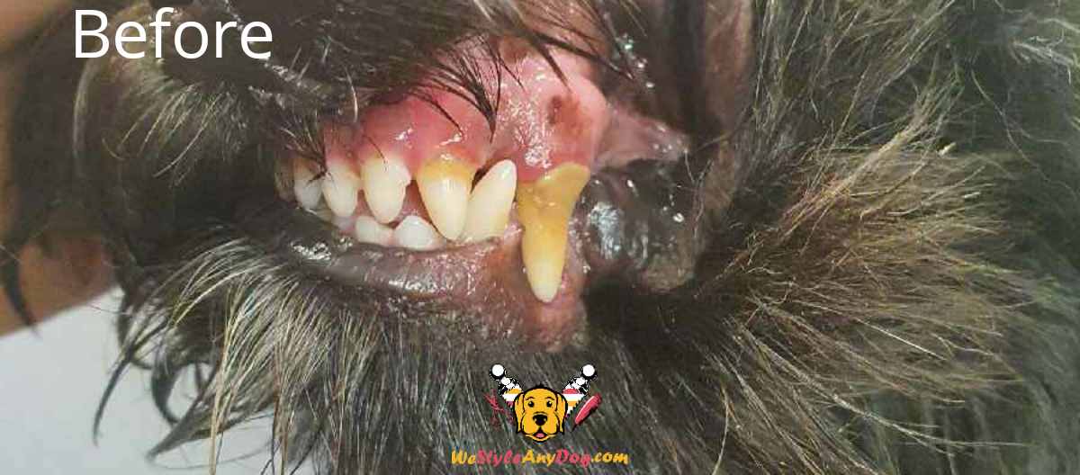 Corby Rutland & Stamford Teeth Cleaning